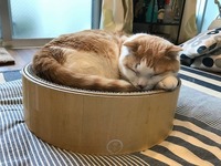 バリバリボウルでおひるね♡