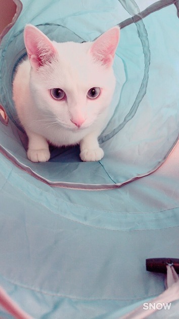 これ楽しすぎ❤︎