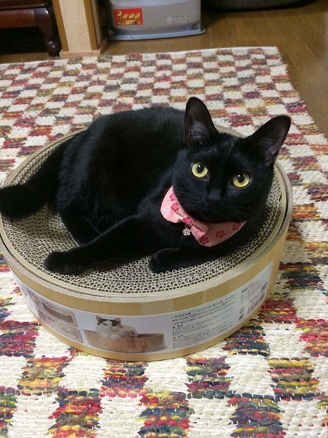 初バリバリボウル