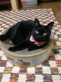 初バリバリボウル