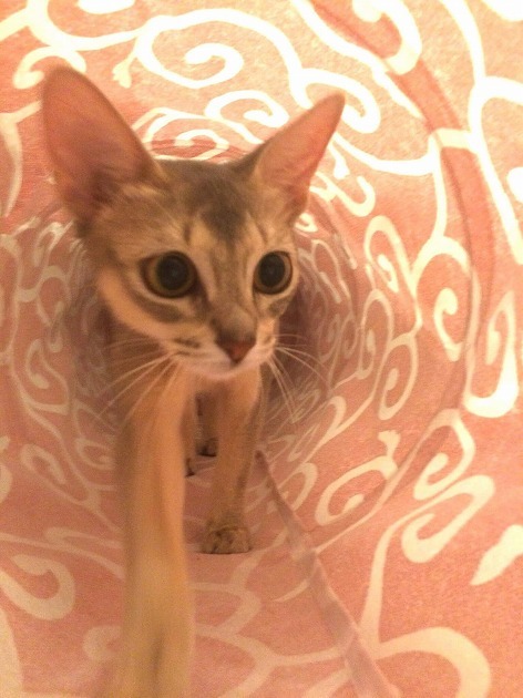 トンネルの向こうには、ワクワクが！