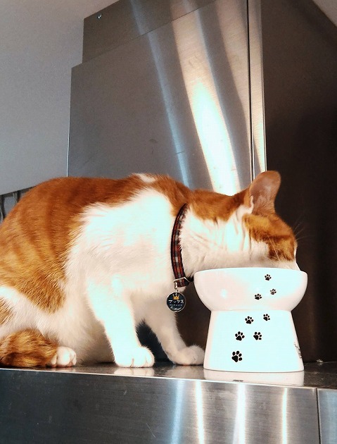 いつものレンジフード上でごはん