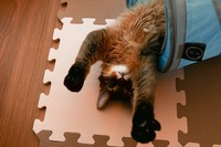 トンネルたまらんニャー！