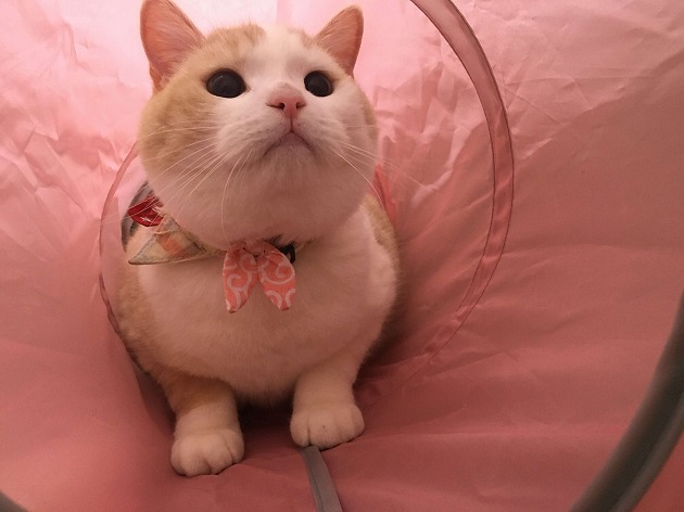 すっかりお気に入り♪