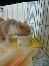 ガツガツ食べるにゃ～