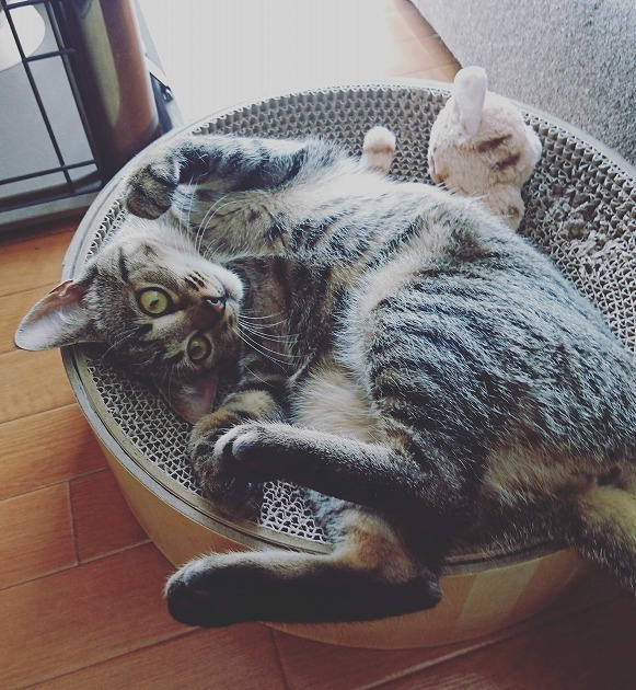 寝心地がいいにゃん🎵