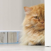 愛猫がお客さんが来るとすっ飛んで逃げる・「来客パニック」への対策法