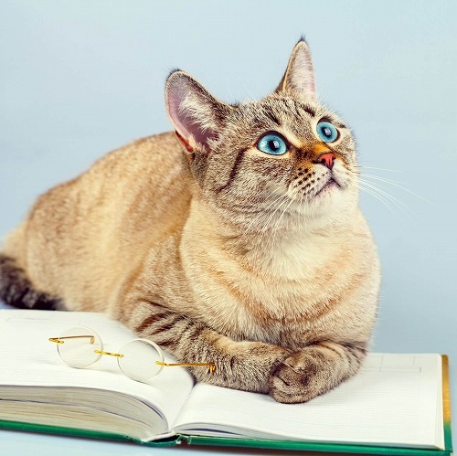 猫は天才？単語200語ならわかるかも！猫が理解できる人の言葉とは①