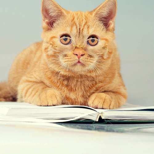 猫は天才？単語200語ならわかるかも！猫が理解できる人の言葉とは②