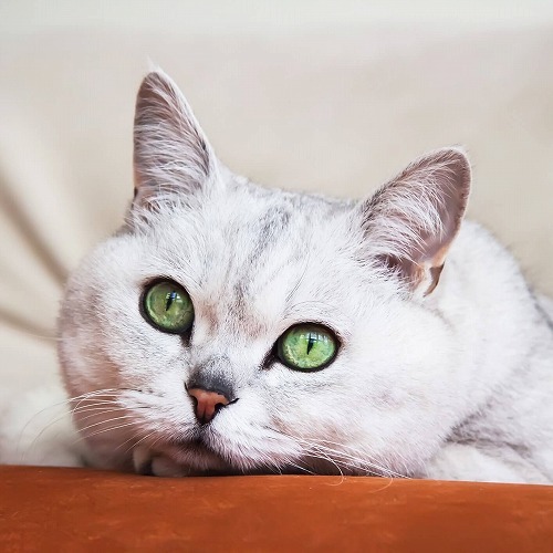 ちょっと不思議な『猫の瞳』。人間とは違う猫の見ている世界