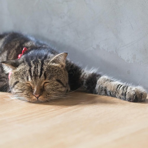 猫の熱中症・軽症or重症？知っておきたい猫の熱中症の症状とは