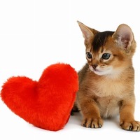 名前を読んだらお返事して！愛猫とコミュニケーションをとる方法♪