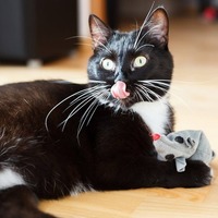 毛布が穴だらけ…。もしかして異食症？愛猫の異食症を治す方法【前編】