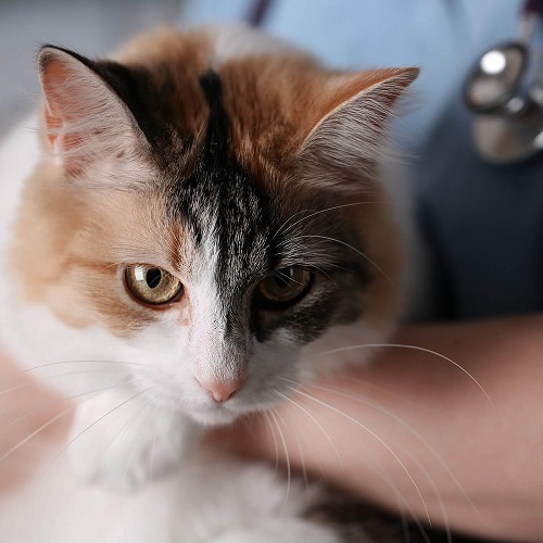 毛布が穴だらけ…。もしかして異食症？愛猫の異食症を治す方法【後編】