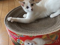 にゃんだこれっ！！