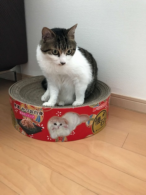 使い心地チェックにゃう♪