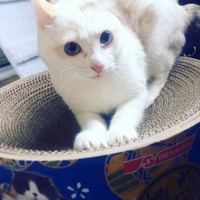 日清ニャンプリングでゲットしました！