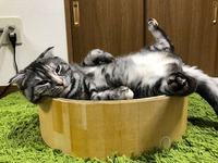 バリバリボウル大好き💕