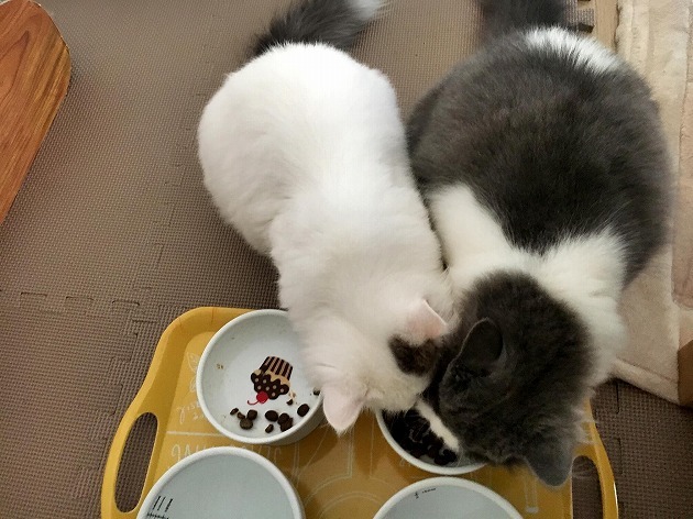 ちょっと頂戴(〃ω〃)