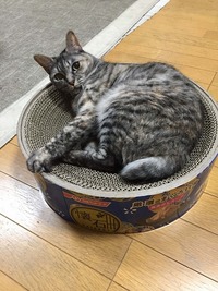 うれしいプレゼント