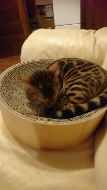 やっぱり好きやわ