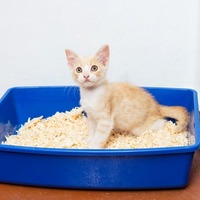 愛猫のオシッコがピンク色に！猫の危ないオシッコの見極め方とは