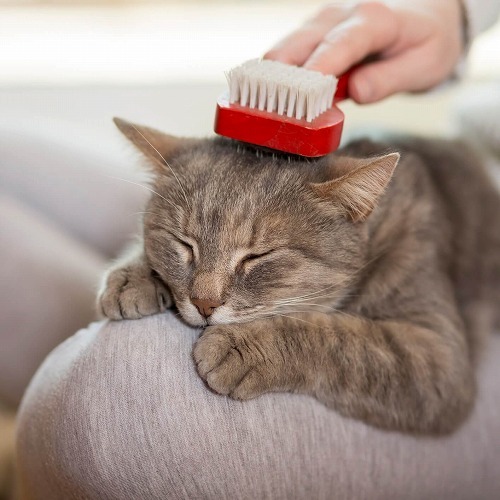 換毛期シーズン到来・猫のブラッシングの困った！はコレで解決