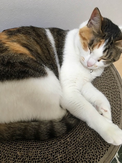 団らん中にうとうと