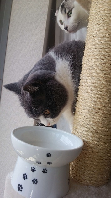 ボクも食べたいなぁ