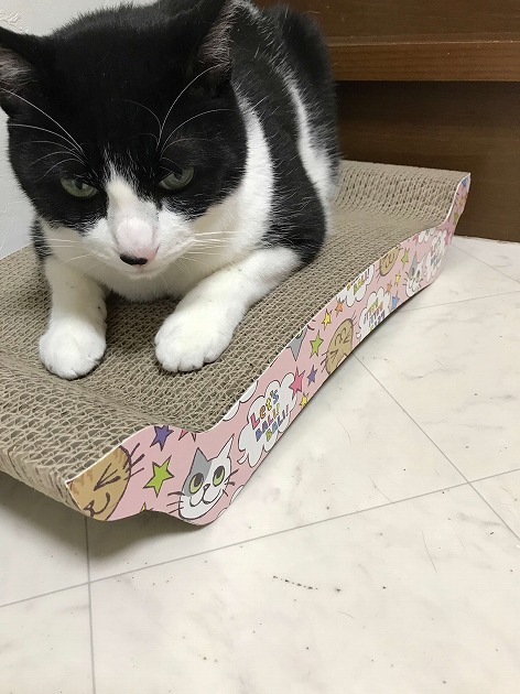 バリバリベッドでバリバリ遊ぶ！