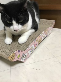 バリバリベッドでバリバリ遊ぶ！