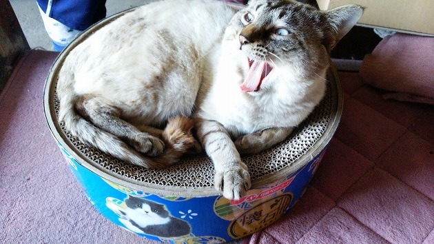 寛ぎすぎてます。