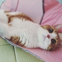 ミミちゃんのお気に入り