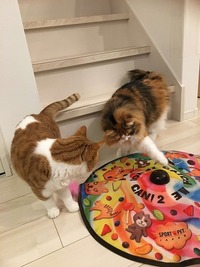 ミミとモモ楽しそう