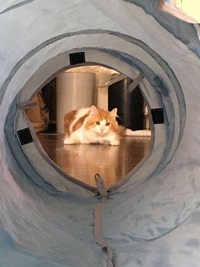 トンネルを抜けるとそこにはこちらを見つめる猫