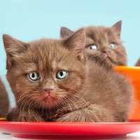 ツンデレな猫にもっと愛されたい！そんな時にすぐ出来る3つの秘策