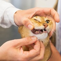 猫の歯磨き、みんなはどうしてる？うちの猫のやり方を大公開！