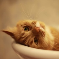 気になる愛猫のおかしな行動・これは猫の癖？それとも習性なの？