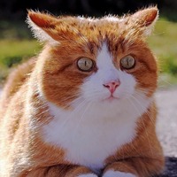 懐かない・怖がり・気が強い。元野良猫ちゃんとの付き合い方3つのコツ