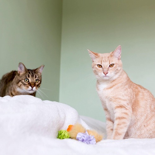 猫のベッド、トイレ、キャリーetc…猫が喜ぶグッズの「最適なサイズ」とは