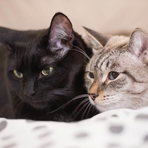 愛猫が快適に暮らせるように、私の生活はココが変わりました！【前編】