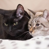 愛猫が快適に暮らせるように、私の生活はココが変わりました！【前編】