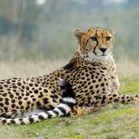 チーターは走らないと衰弱する？思わずヘェ～なネコ科の動物トリビア