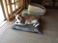 のんびり過ごす猫