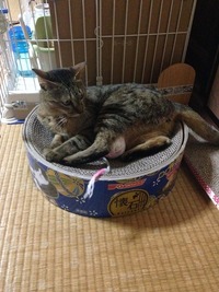 やる気ないんです