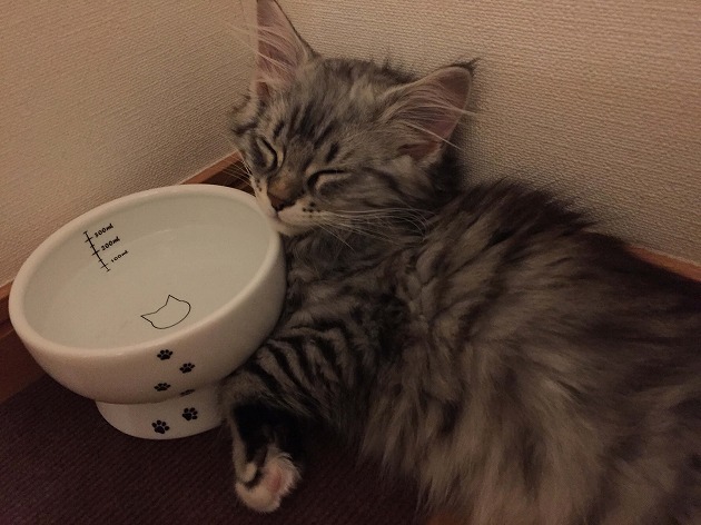 ひんやり快適おひるね生活