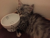 ひんやり快適おひるね生活