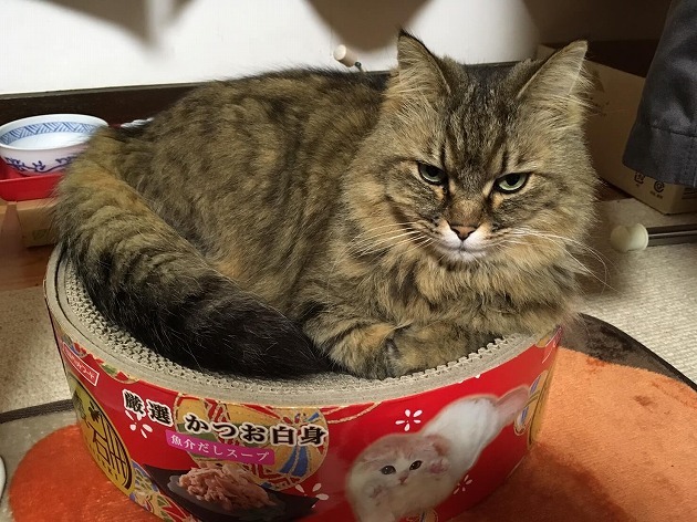 爪研ぎも寝るのもココ!最高🐱