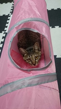 獲物はどこだ？上かな？