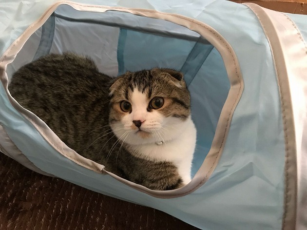 初キャットトンネル